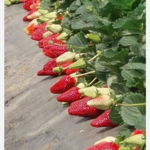 Rania Strawberry Plant